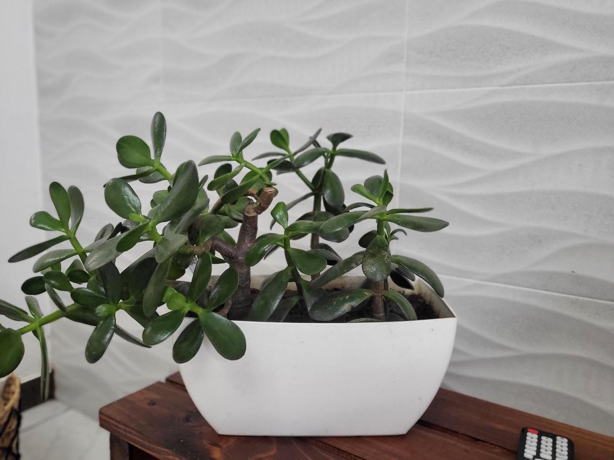 Bnb Ecostay サンホセ エクステリア 写真
